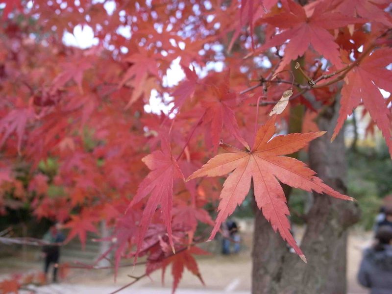 東福寺もみじ２