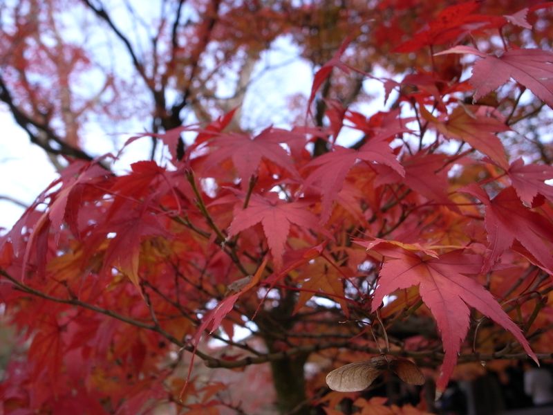 東福寺もみじ１