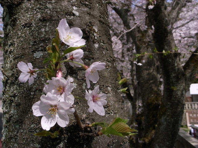 桜２０１１